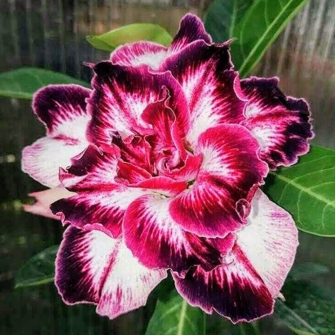 🎁Semená púštnej ruže🌵Super jednoduché pestovanie! 🌸Semená púštnej ruže