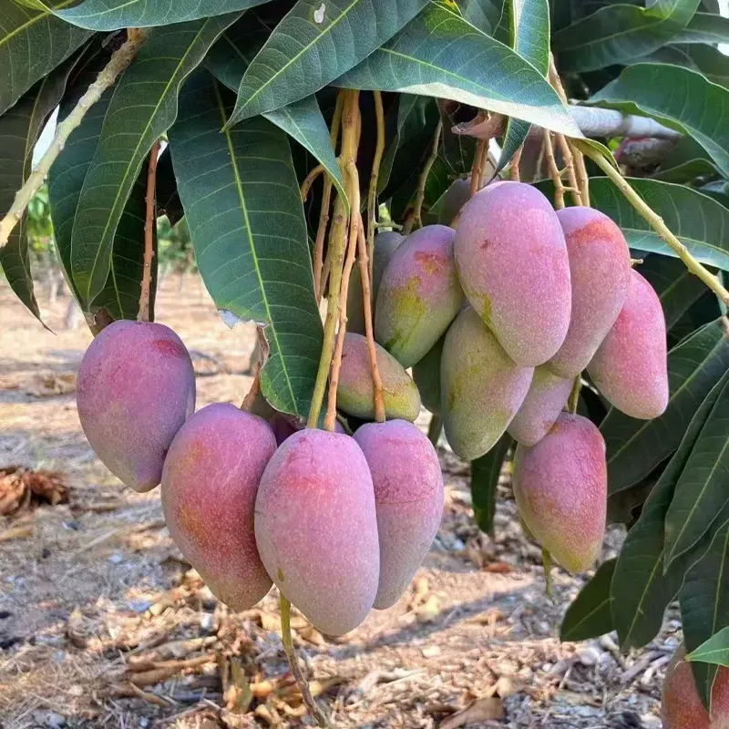 🥭 Hodvábne sladké a šťavnaté semienka manga – vychutnajte si tropické chute doma 🌴