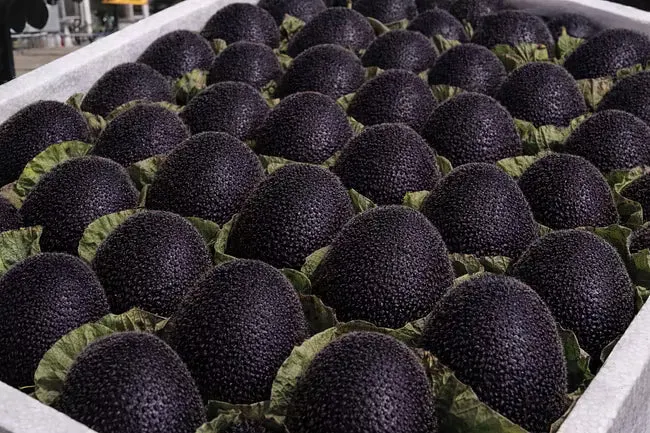 🥝Semená kivi Black Diamond Ruby – sladké, bohaté na živiny a ľahko sa pestujú doma