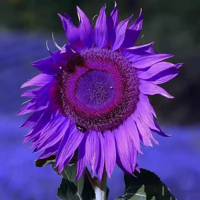 💜 Obrovské slnečnicové semienka Midnight Sun 🌻 Vzácna odroda, ktorá rastie do výšky 2,4 metra a viac