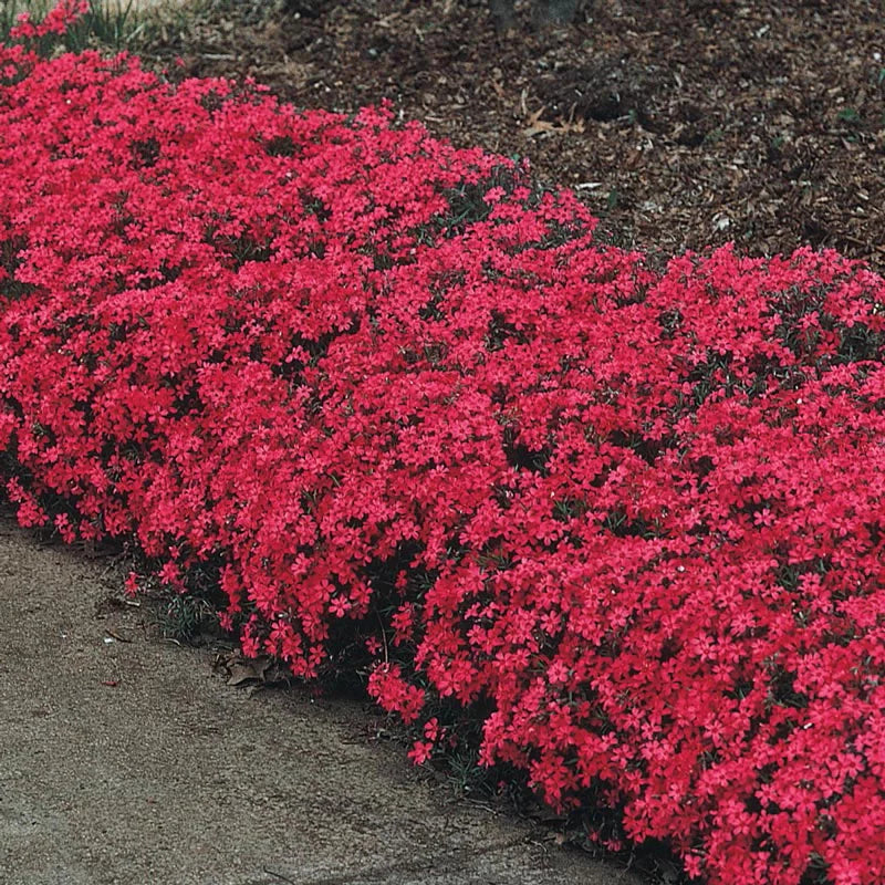 Plazivý Phlox pestovaný doma, ľahko sa pestuje a zasadzuje, nemodifikovaný, trvalý kvet, prémiové semená, záhradný pôdopokryvný kvet