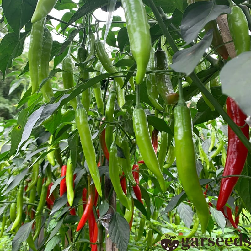Semienka čili papričky Beauty Chili Papričky 🌶️ - vysoký výnos