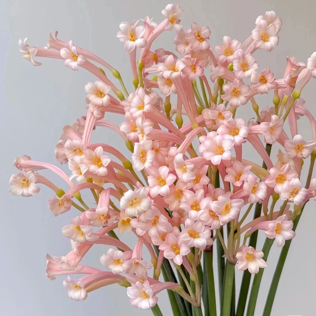 Cyrtanthus leucanthus 🌼