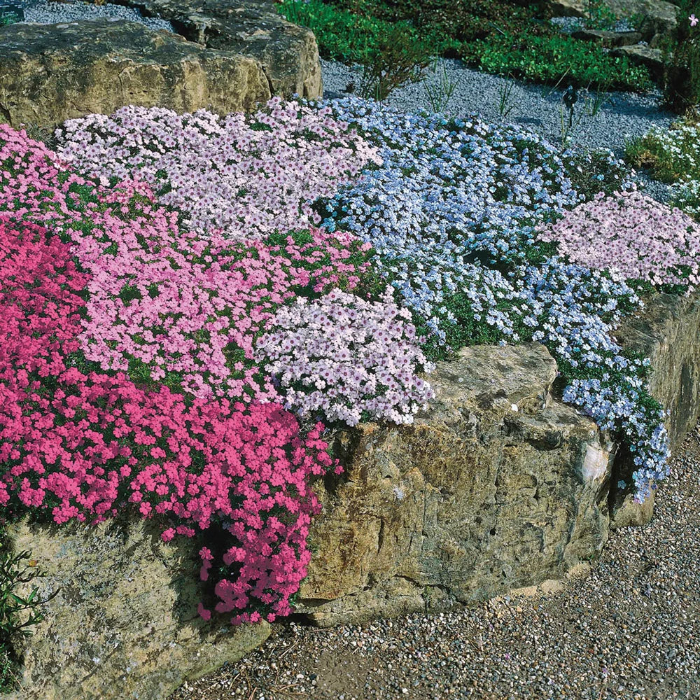 Plazivý Phlox pestovaný doma, ľahko sa pestuje a zasadzuje, nemodifikovaný, trvalý kvet, prémiové semená, záhradný pôdopokryvný kvet