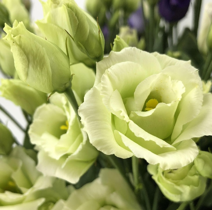 🌺Prémiové semená Lisianthus - Úprimná láska