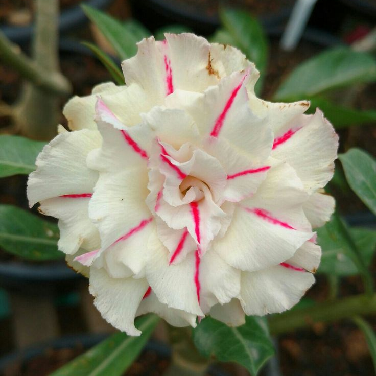 🎁Semená púštnej ruže🌵Super jednoduché pestovanie! 🌸Semená púštnej ruže