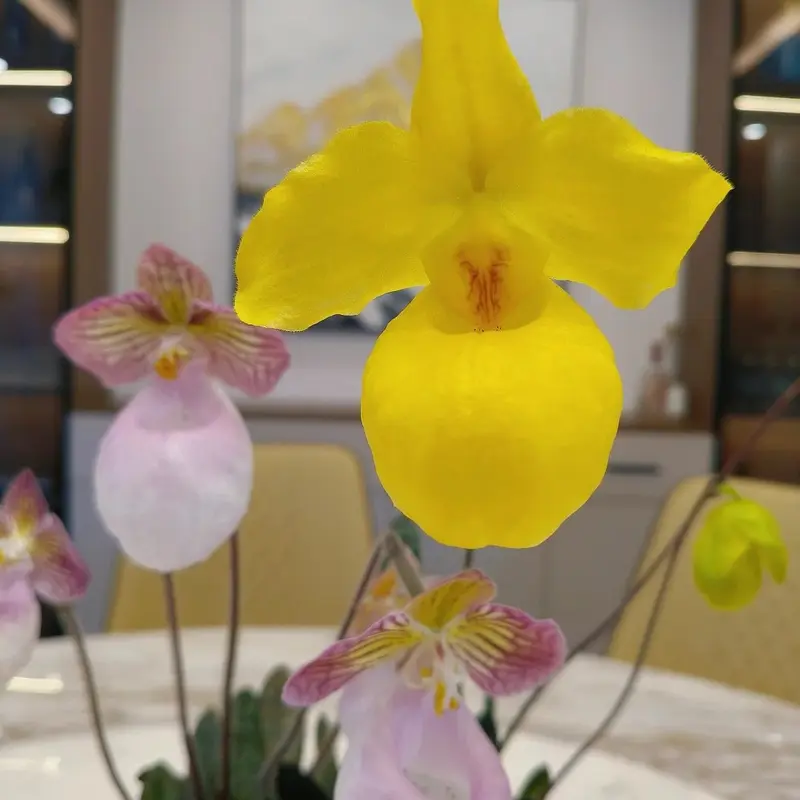 Zmiešané farebné semená vzácnej orchidey Slipper – úžasné spárované farby, ľahko sa pestujú v interiéri