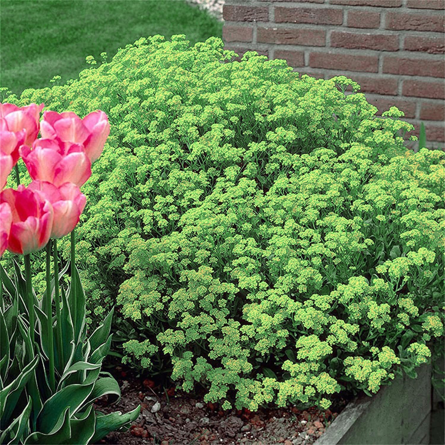 Semená plazivého tymianu pestované doma, ľahko sa pestujú a vysádzajú, bez GMO, prémiové semená trvalých kvetov