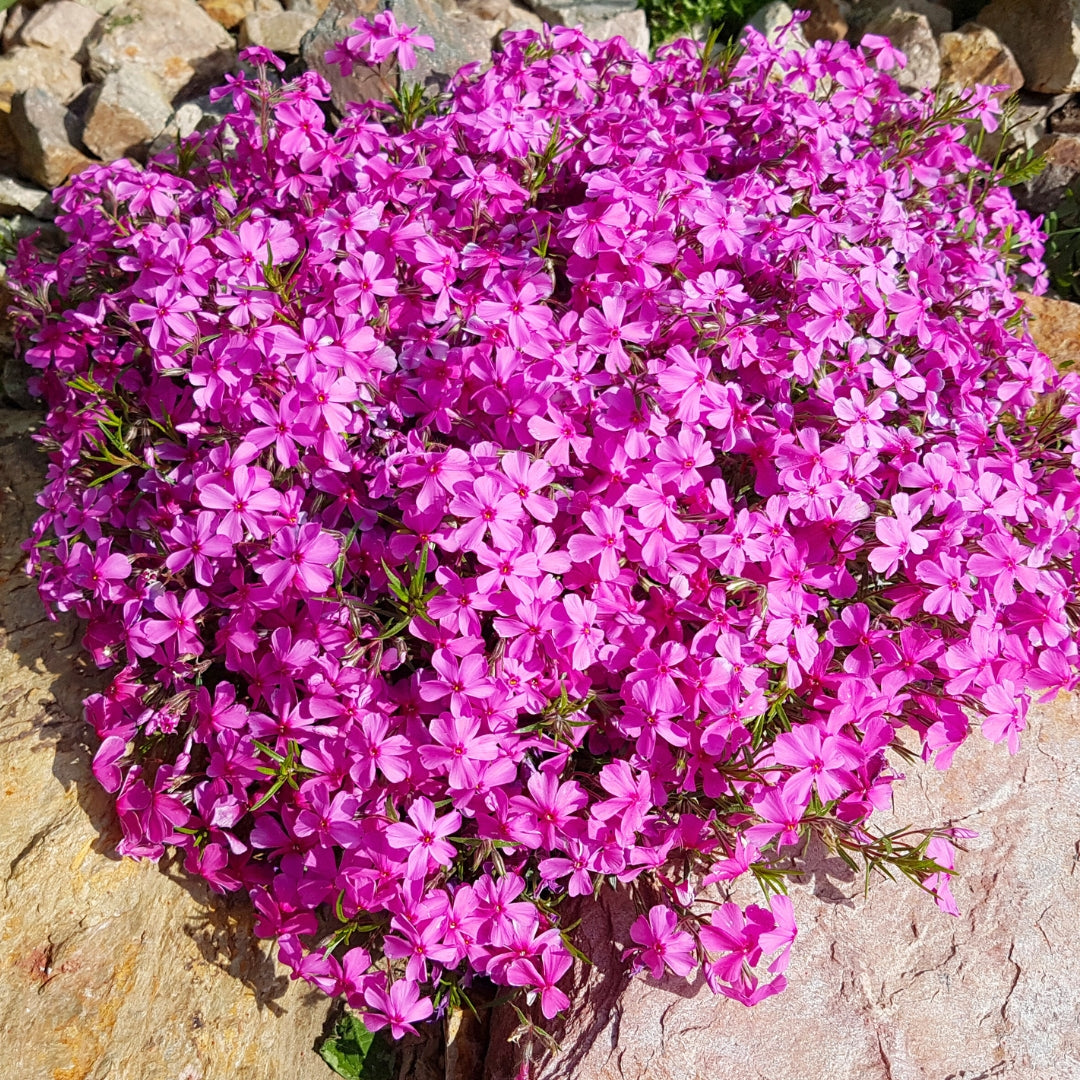 Plazivý Phlox pestovaný doma, ľahko sa pestuje a zasadzuje, nemodifikovaný, trvalý kvet, prémiové semená, záhradný pôdopokryvný kvet