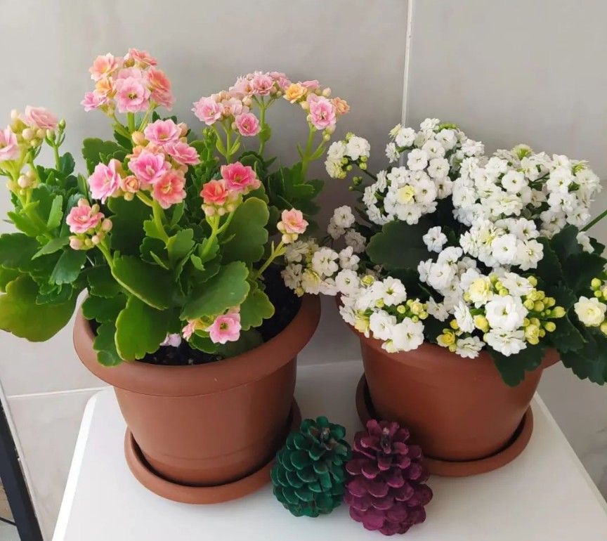 Semená viacfarebných kalanchoe