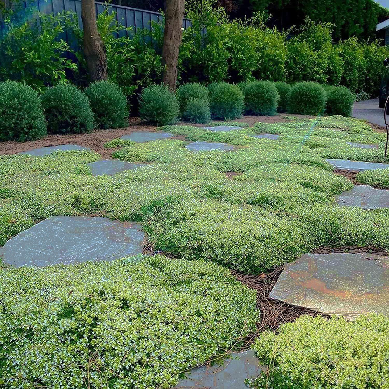 Semená plazivého tymianu pestované doma, ľahko sa pestujú a vysádzajú, bez GMO, prémiové semená trvalých kvetov