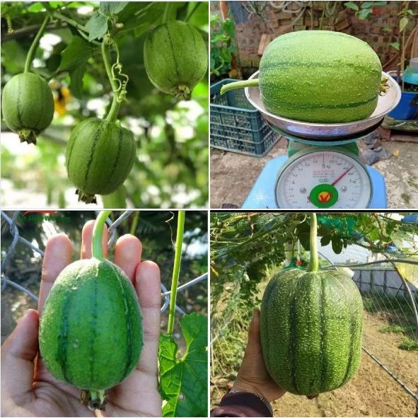 Taiwan Apple PatolaPrémiové semená – Vysoká klíčivosť
