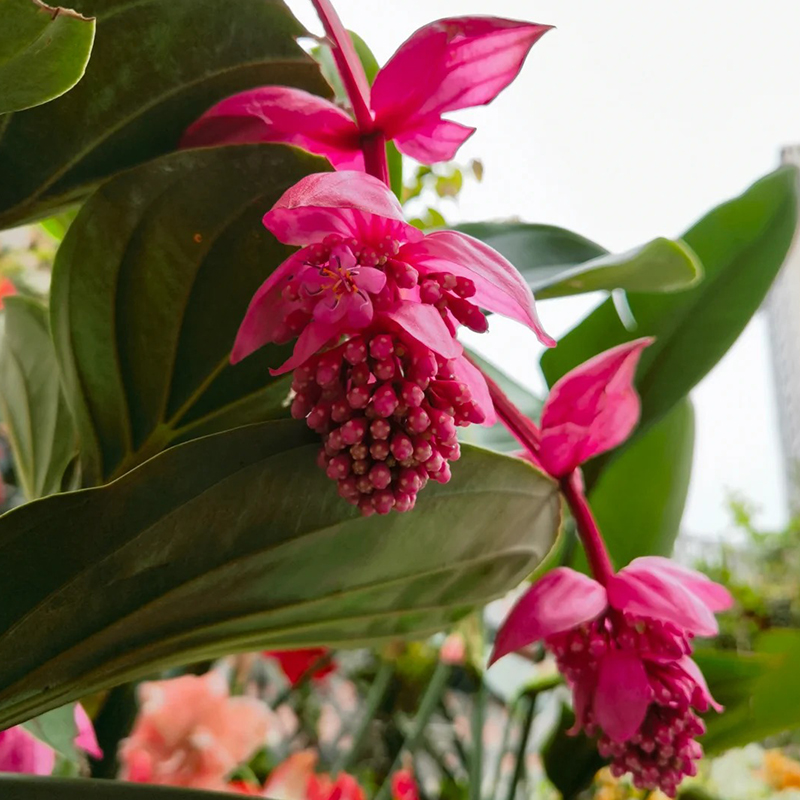 Medinilla Magnifica🌺СЕМЕНА НА ЦВЕТЯТА НА ЛОТОС
