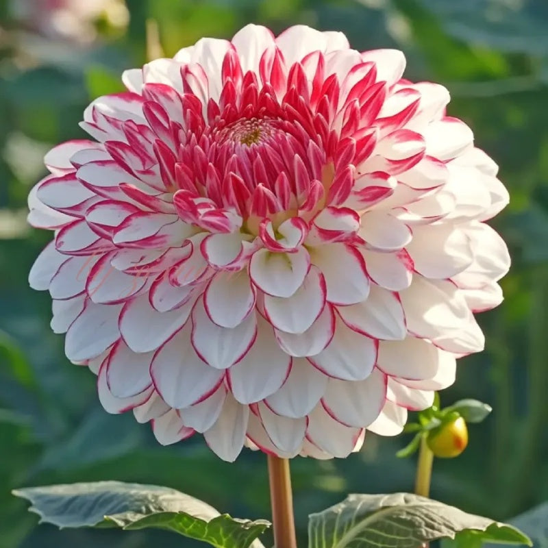 🌼Vzácne dvojité georgíny – výrazné kvety, ktoré bežné záhrady nikdy nemajú