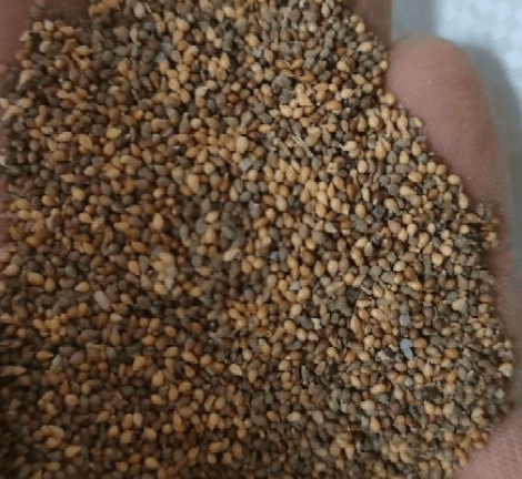 🌱🌹Планинска роза: Красота, която никога не увяхва, дори за начинаещи в света на острието!🌺