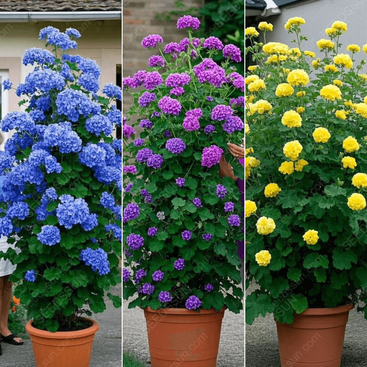 🌱 Könnyen termeszthető 🌸 Óriás kúszó muskátli magok