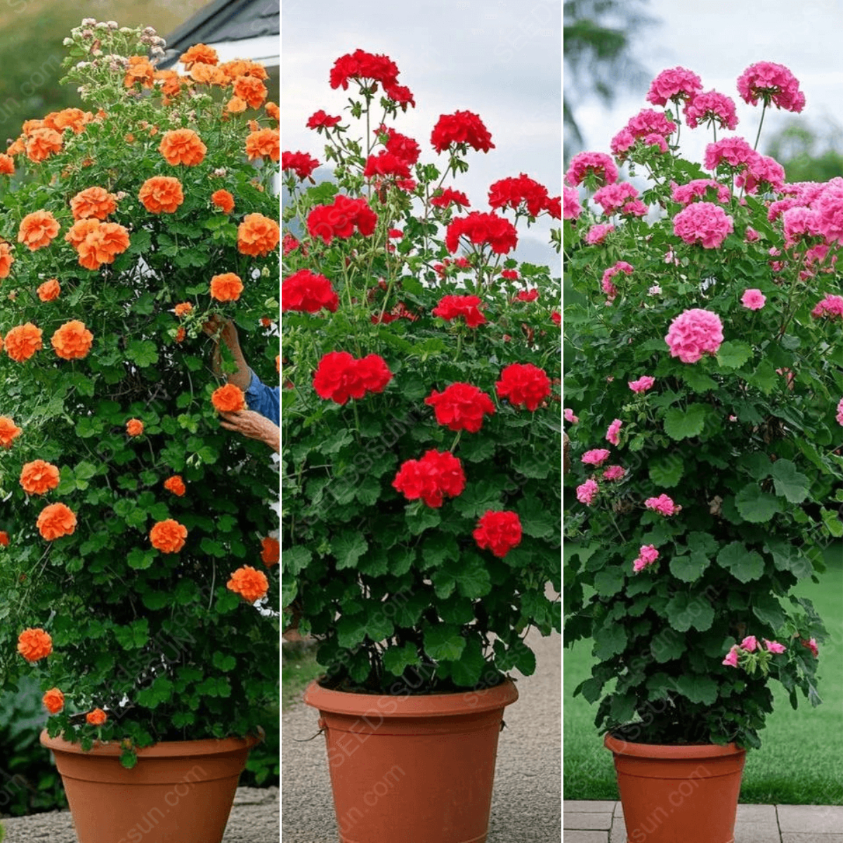🌱 Könnyen termeszthető 🌸 Óriás kúszó muskátli magok