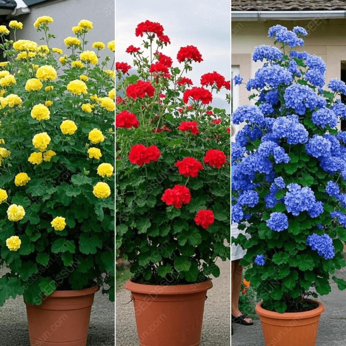 🌱 Könnyen termeszthető 🌸 Óriás kúszó muskátli magok