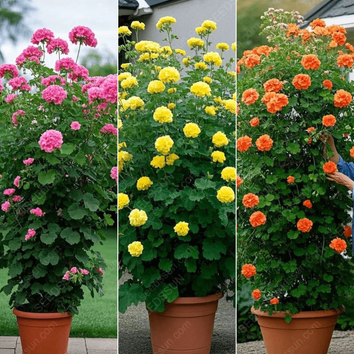 🌱 Könnyen termeszthető 🌸 Óriás kúszó muskátli magok