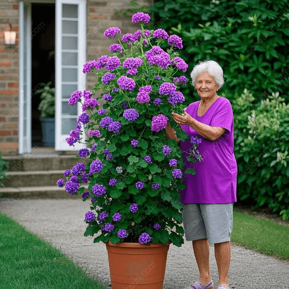 🌱 Könnyen termeszthető 🌸 Óriás kúszó muskátli magok