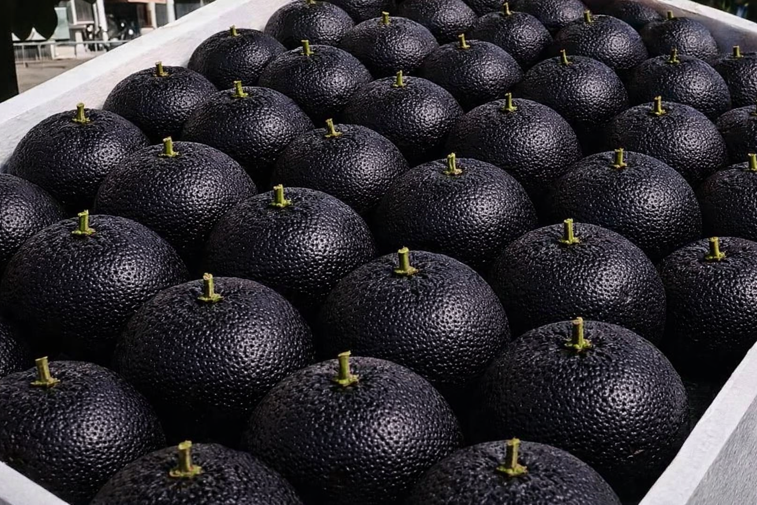 Semená Giant Black Diamond Orange – sladké, lahodné, výživné a ľahko sa pestujú doma.
