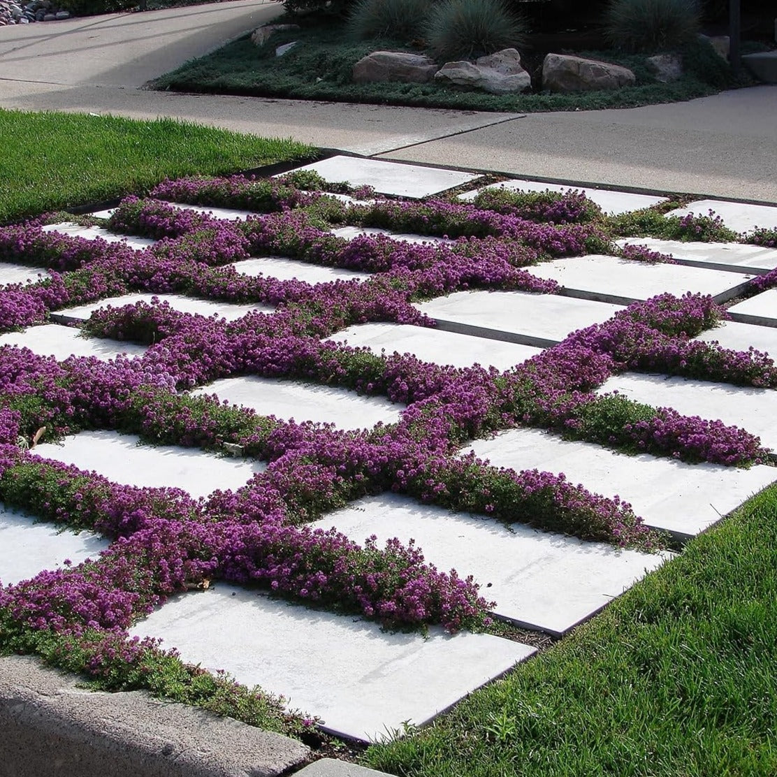 Semená plazivého tymianu pestované doma, ľahko sa pestujú a vysádzajú, bez GMO, prémiové semená trvalých kvetov