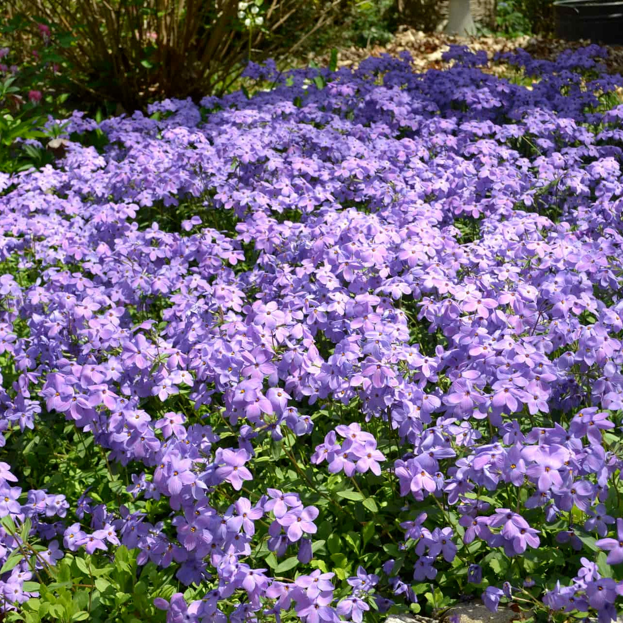 Plazivý Phlox pestovaný doma, ľahko sa pestuje a zasadzuje, nemodifikovaný, trvalý kvet, prémiové semená, záhradný pôdopokryvný kvet