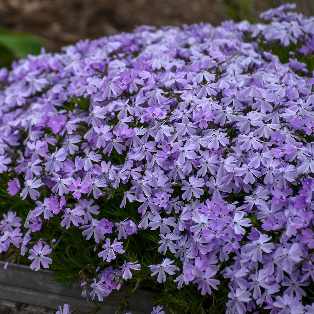Plazivý Phlox pestovaný doma, ľahko sa pestuje a zasadzuje, nemodifikovaný, trvalý kvet, prémiové semená, záhradný pôdopokryvný kvet