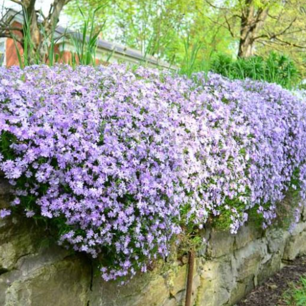 Plazivý Phlox pestovaný doma, ľahko sa pestuje a zasadzuje, nemodifikovaný, trvalý kvet, prémiové semená, záhradný pôdopokryvný kvet