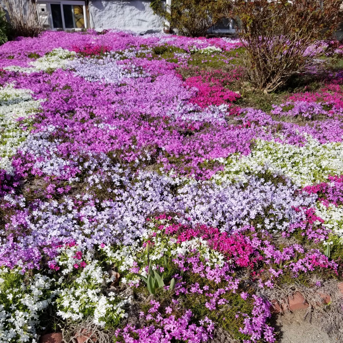 Plazivý Phlox pestovaný doma, ľahko sa pestuje a zasadzuje, nemodifikovaný, trvalý kvet, prémiové semená, záhradný pôdopokryvný kvet