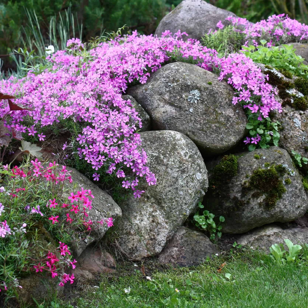 Plazivý Phlox pestovaný doma, ľahko sa pestuje a zasadzuje, nemodifikovaný, trvalý kvet, prémiové semená, záhradný pôdopokryvný kvet