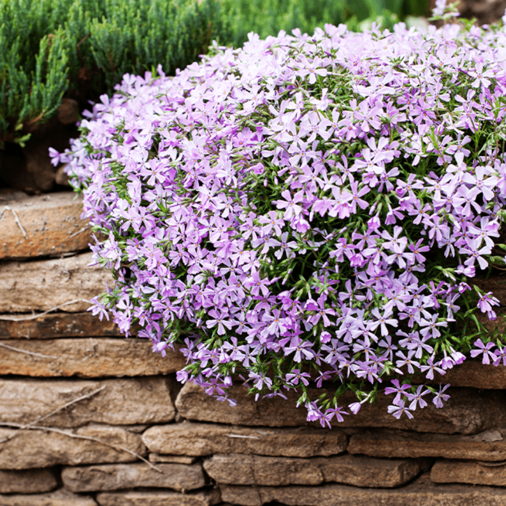 Plazivý Phlox pestovaný doma, ľahko sa pestuje a zasadzuje, nemodifikovaný, trvalý kvet, prémiové semená, záhradný pôdopokryvný kvet