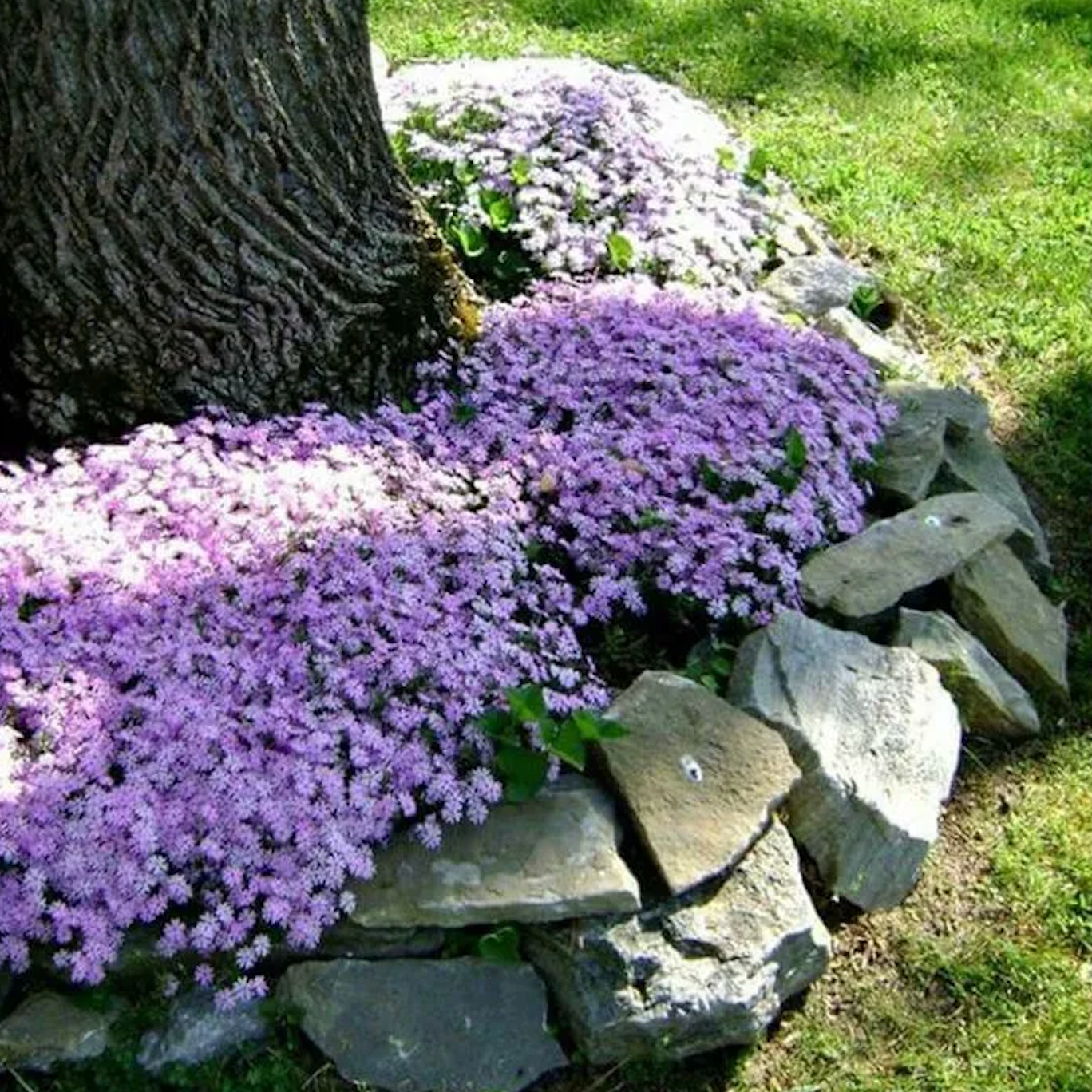 Plazivý Phlox pestovaný doma, ľahko sa pestuje a zasadzuje, nemodifikovaný, trvalý kvet, prémiové semená, záhradný pôdopokryvný kvet