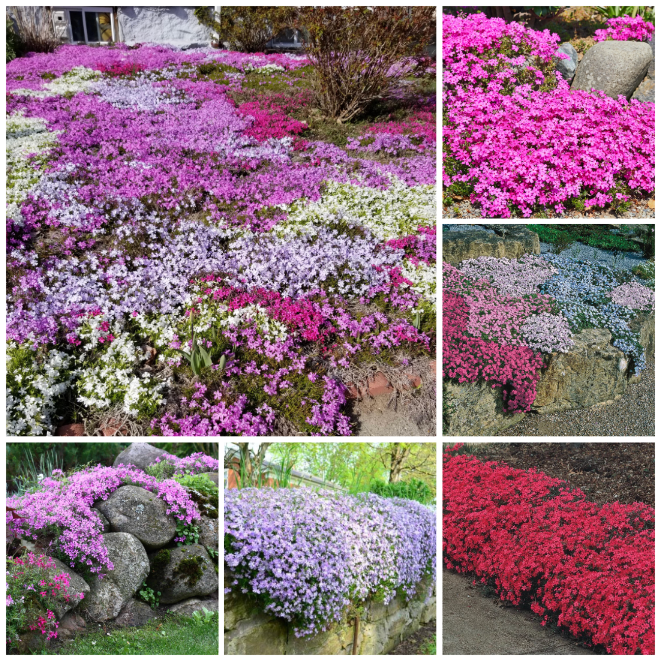 Plazivý Phlox pestovaný doma, ľahko sa pestuje a zasadzuje, nemodifikovaný, trvalý kvet, prémiové semená, záhradný pôdopokryvný kvet