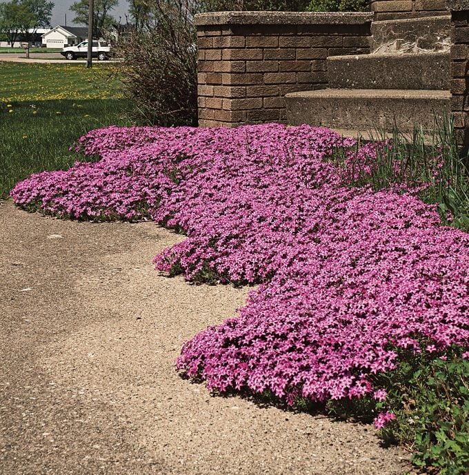 Plazivý Phlox pestovaný doma, ľahko sa pestuje a zasadzuje, nemodifikovaný, trvalý kvet, prémiové semená, záhradný pôdopokryvný kvet