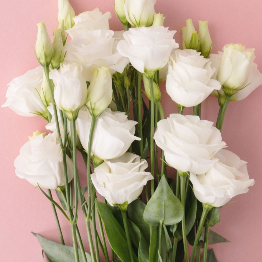 🌺Prémiové semená Lisianthus - Úprimná láska