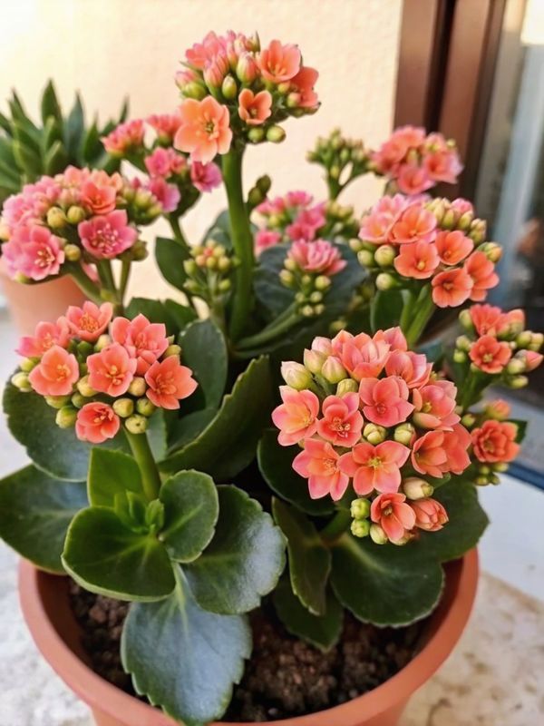 Semená viacfarebných kalanchoe