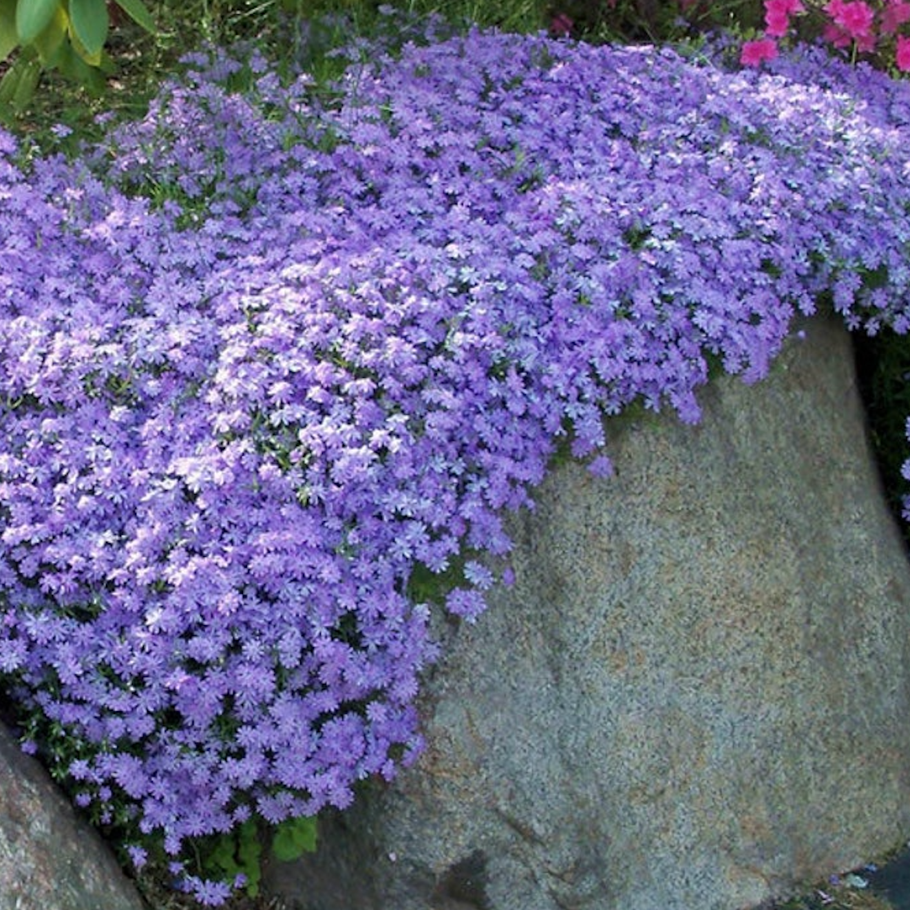 Plazivý Phlox pestovaný doma, ľahko sa pestuje a zasadzuje, nemodifikovaný, trvalý kvet, prémiové semená, záhradný pôdopokryvný kvet