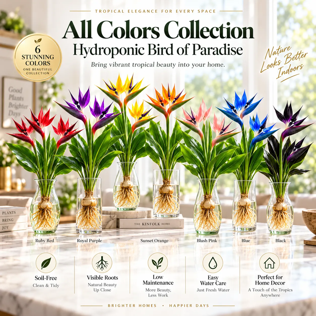 🕊️ Hydroponická strelícia (Rajský vták) – Vypestujte si vlastnú elegantnú a výraznú rastlinu