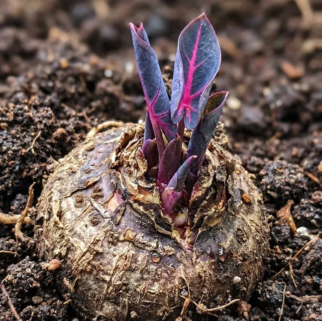 🌈 Obrovské semená kaládia 🎊 Farebný kúzelník vysnívanej záhrady 🌿✨