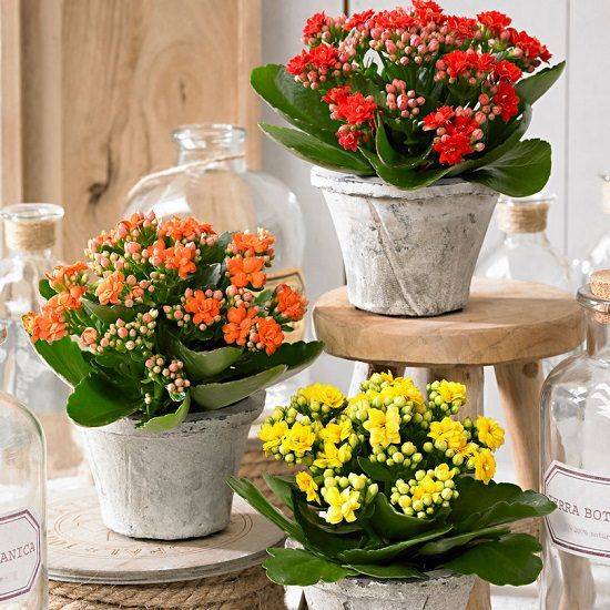 Semená viacfarebných kalanchoe