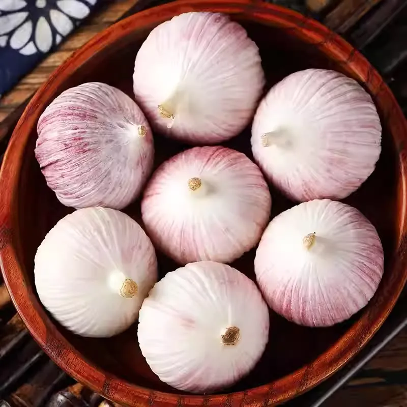 Semená cesnaku Solo
