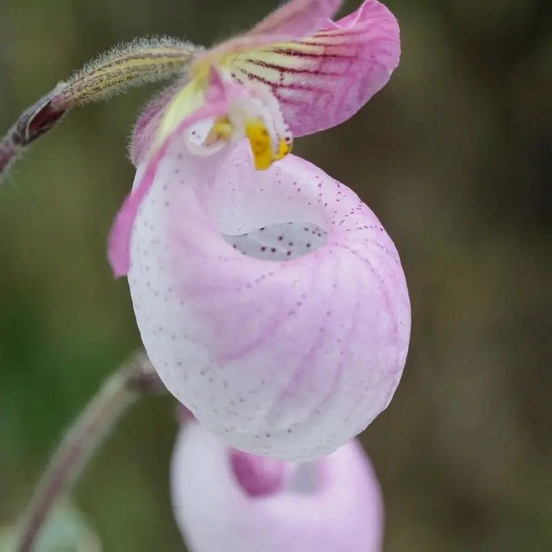 Zmiešané farebné semená vzácnej orchidey Slipper – úžasné spárované farby, ľahko sa pestujú v interiéri
