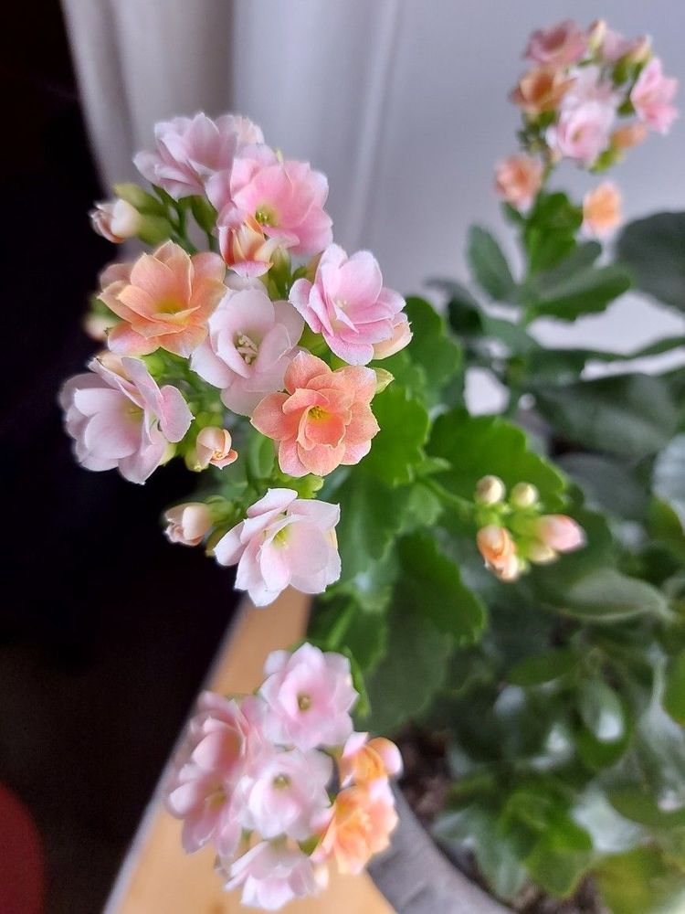 Semená viacfarebných kalanchoe