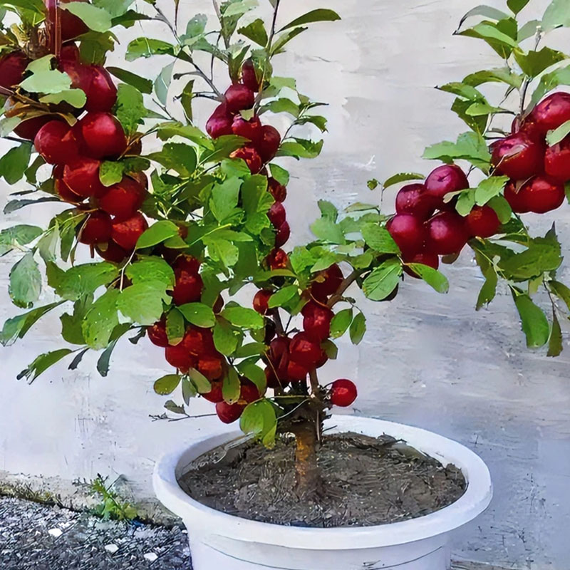 🍒TRPASLÁ ČEREŠŇA🌿SEMIENKA PRUNUS HUMILIS