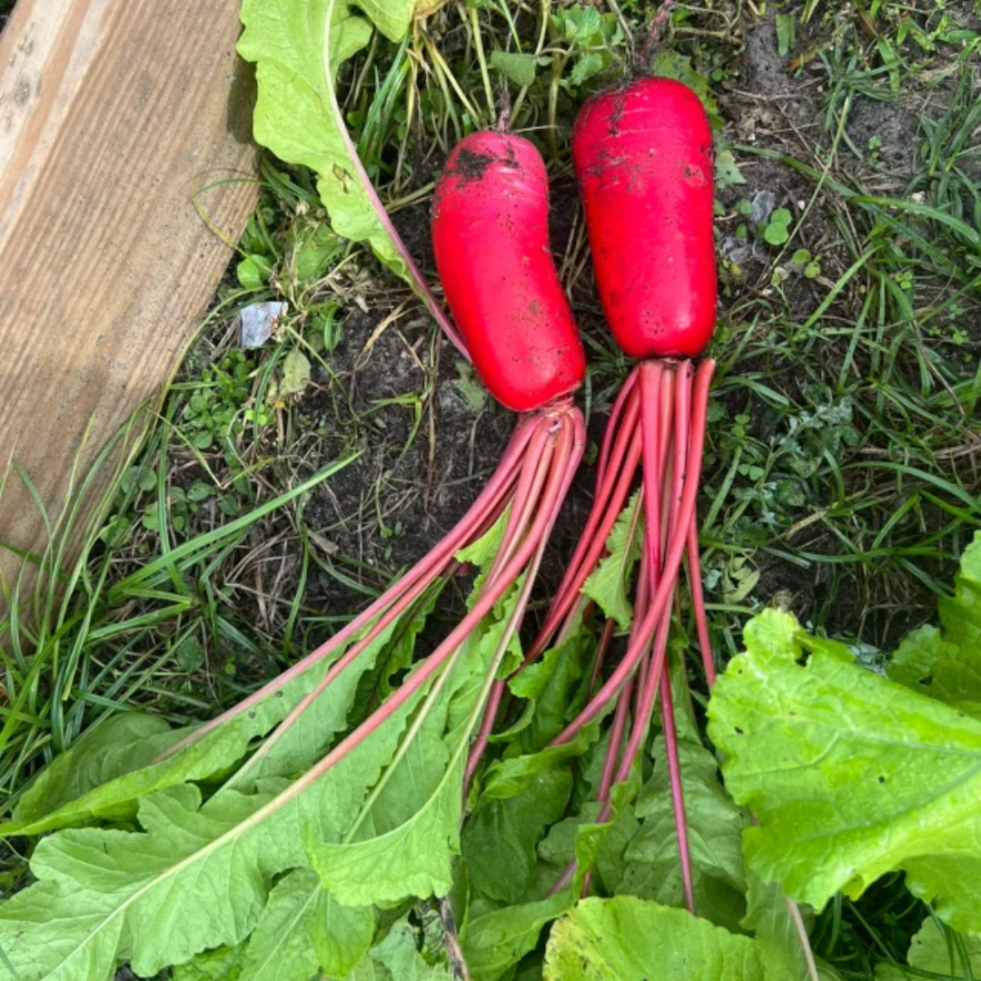 🥕Semená ananásu a reďkovky