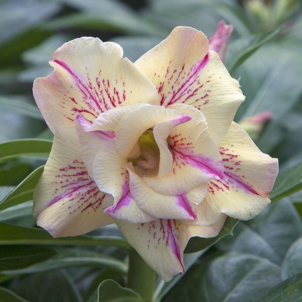 🎁Semená púštnej ruže🌵Super jednoduché pestovanie! 🌸Semená púštnej ruže