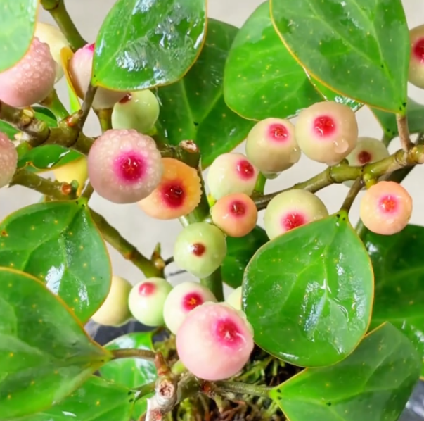 🌿✨ Vzácne semená stromu Bódhi „Lucky Pearl“ – Vypestujte si doma jedinečný strom Bódhi