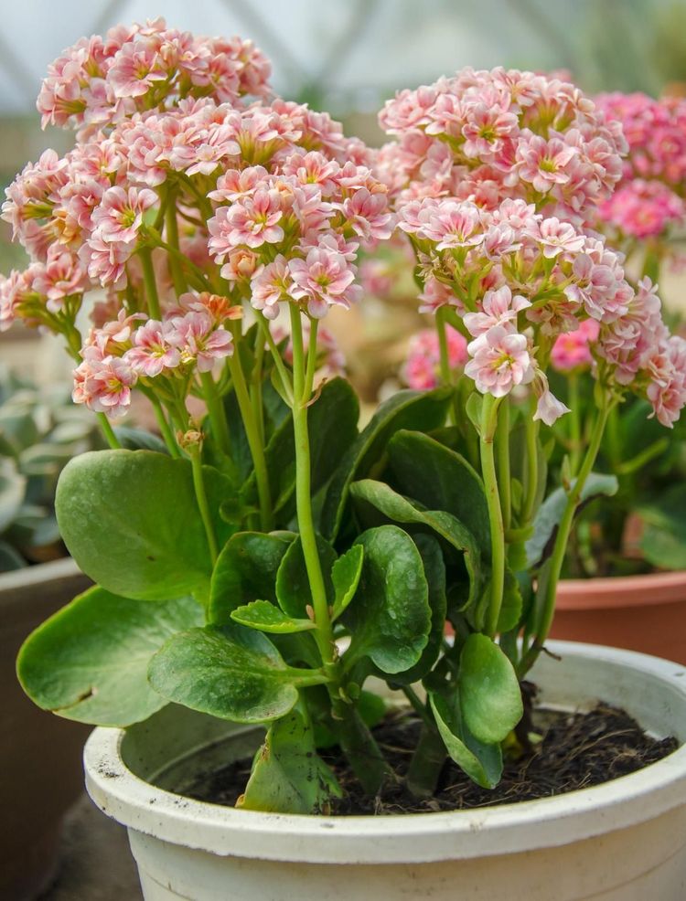Semená viacfarebných kalanchoe