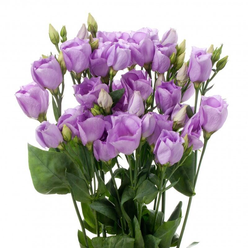 🌺Prémiové semená Lisianthus - Úprimná láska